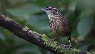 Eyebrowed Wren-Babbler