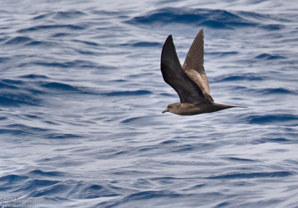 Bulwer's Petrel