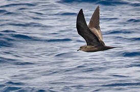 Bulwer's Petrel