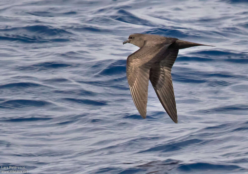 Bulwer's Petrel, identification