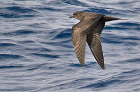 Bulwer's Petrel