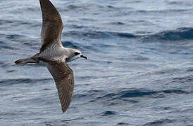 Cook's Petrel