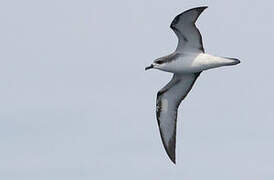 Cook's Petrel