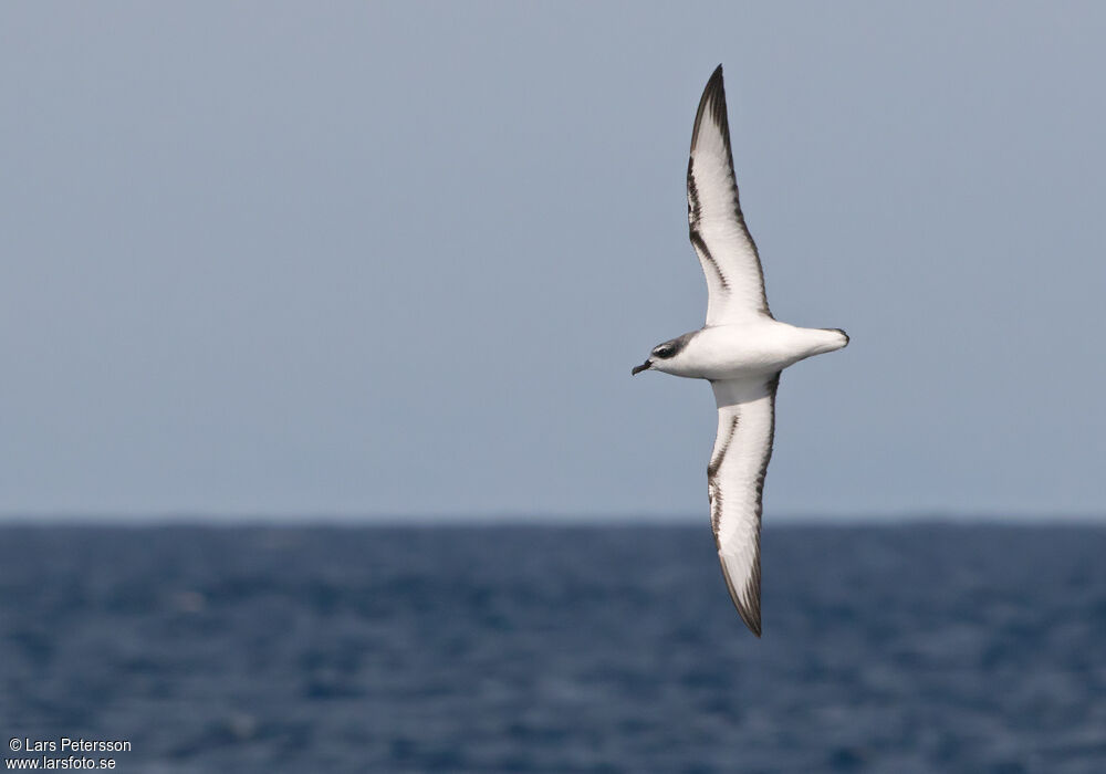 Cook's Petrel