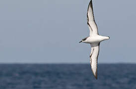 Cook's Petrel