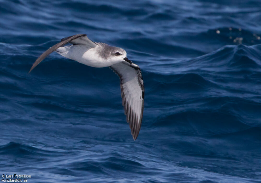 Cook's Petrel