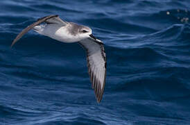 Cook's Petrel