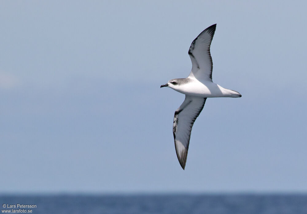 Cook's Petrel