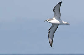 Cook's Petrel