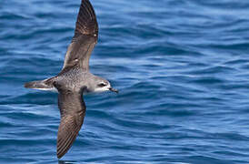 Cook's Petrel