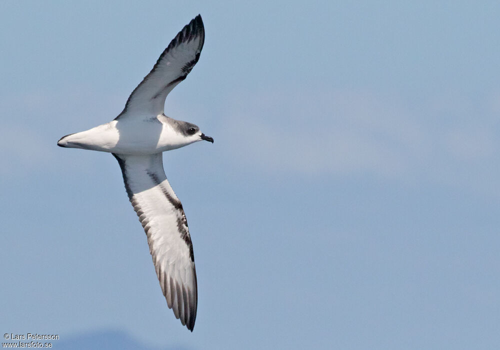 Cook's Petrel