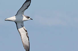 Cook's Petrel