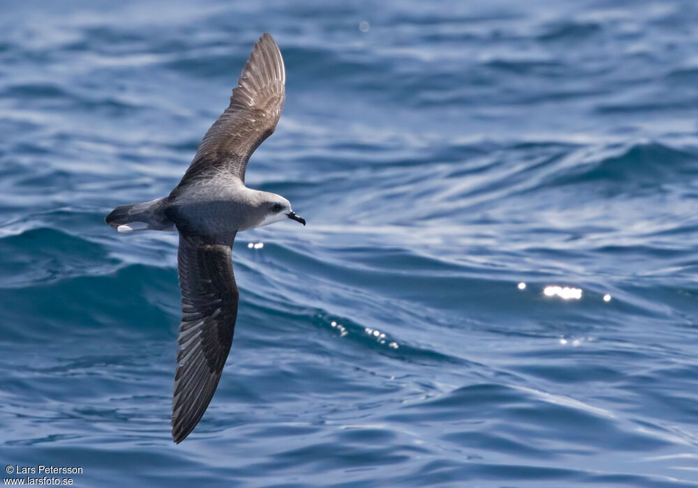 Cook's Petrel