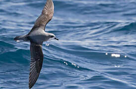 Cook's Petrel