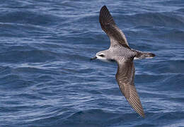 Cook's Petrel