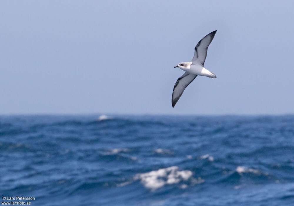 Cook's Petrel