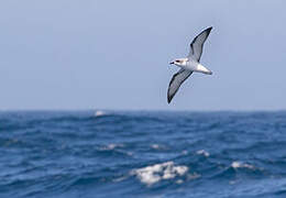 Cook's Petrel