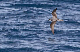 Cook's Petrel