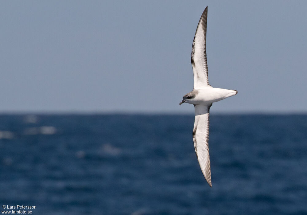 Cook's Petrel