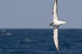 Cook's Petrel