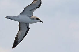 Cook's Petrel