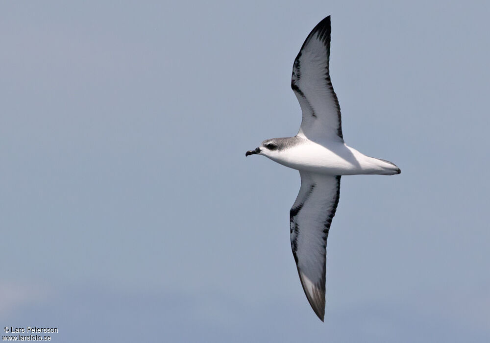 Cook's Petrel