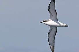 Cook's Petrel