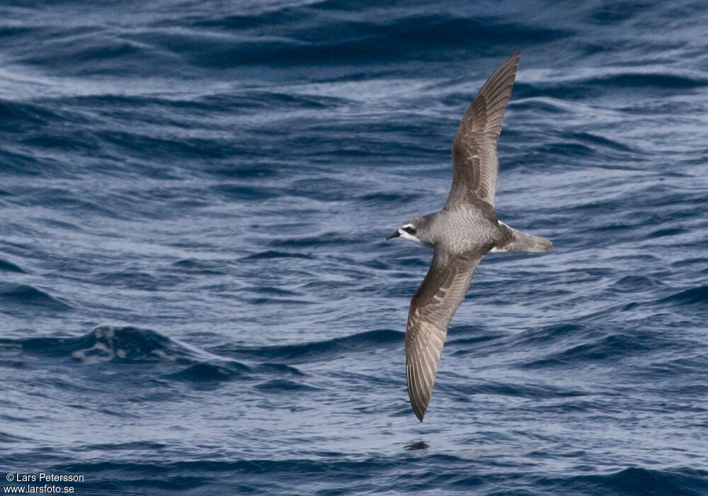 Cook's Petrel