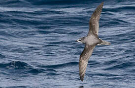 Cook's Petrel