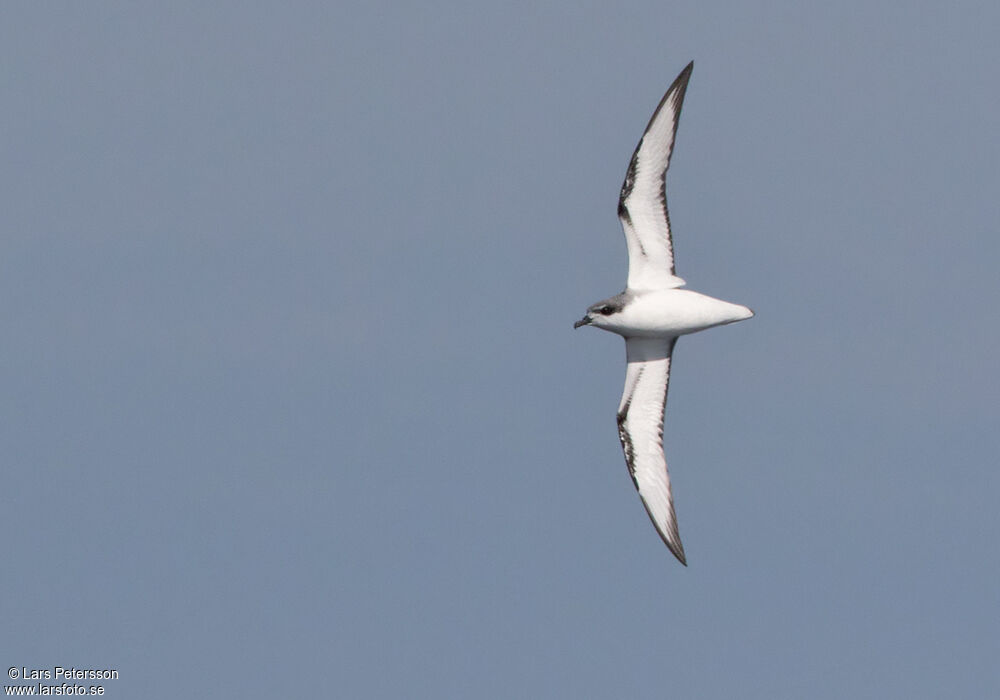 Cook's Petrel