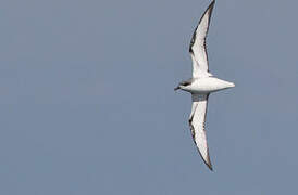 Cook's Petrel