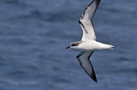 Cook's Petrel