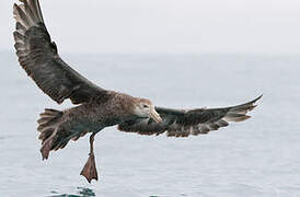 Northern Giant Petrel