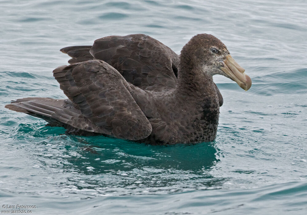 Northern Giant Petrel