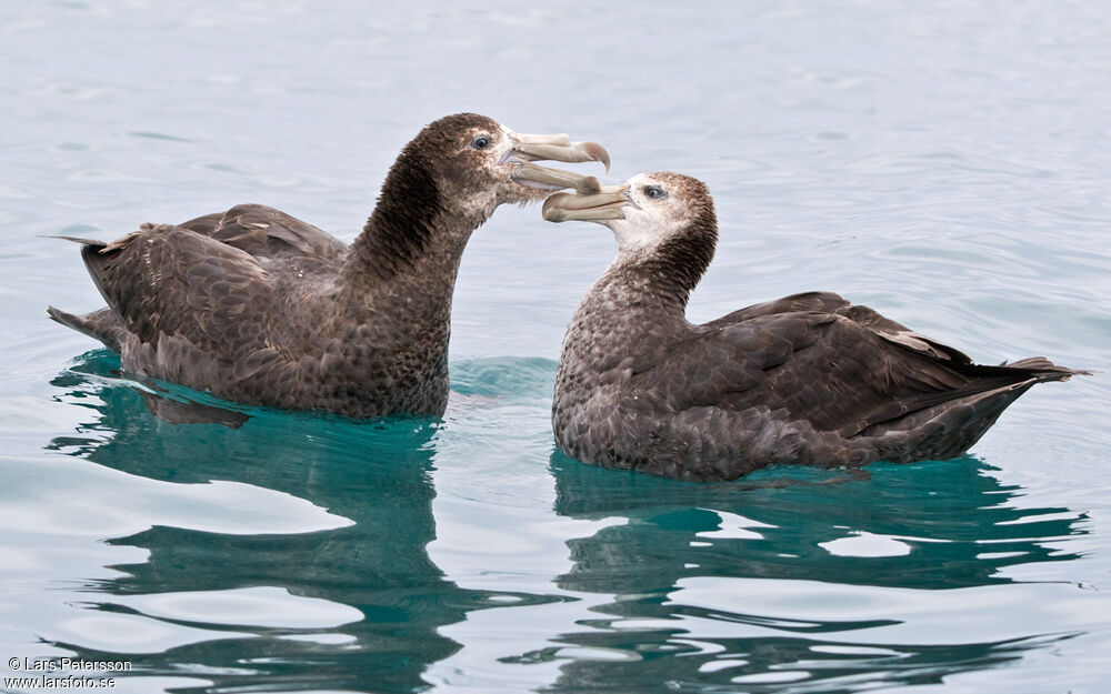 Northern Giant Petrel