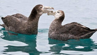 Northern Giant Petrel