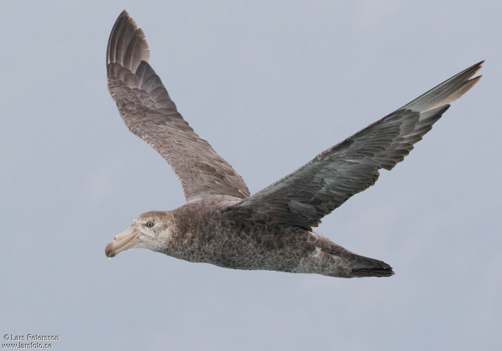 Northern Giant Petrel