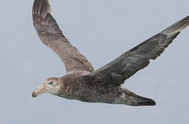 Northern Giant Petrel