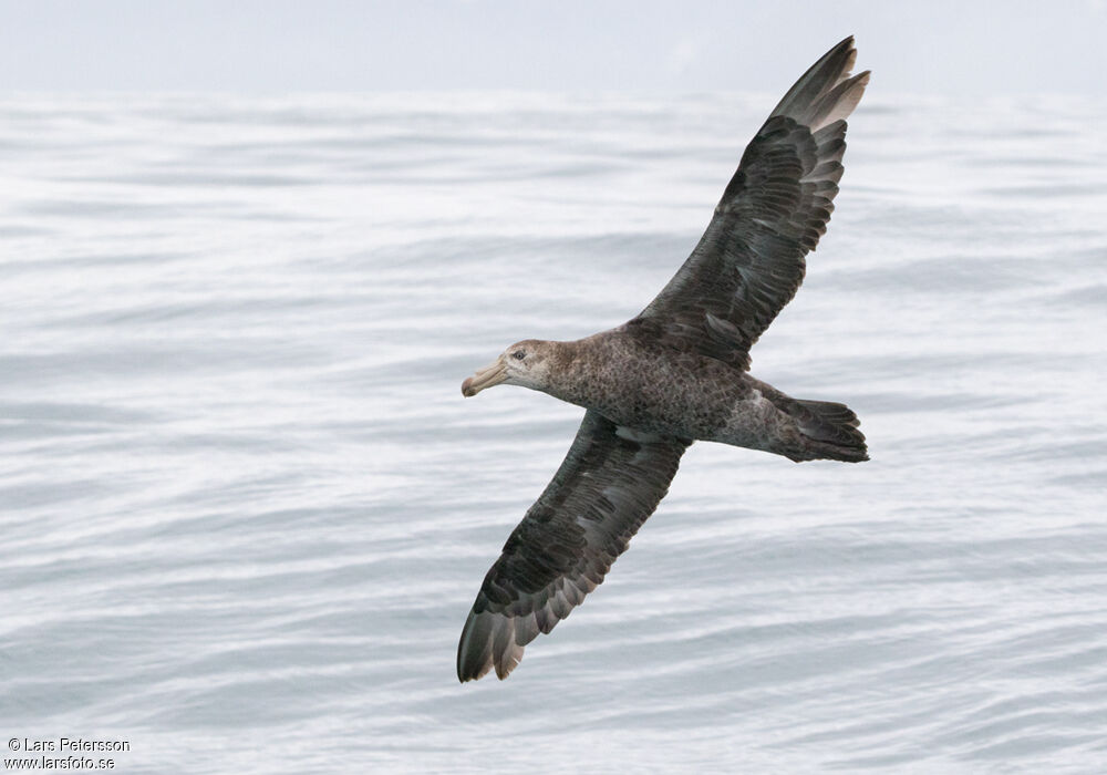 Northern Giant Petrel