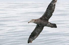 Northern Giant Petrel