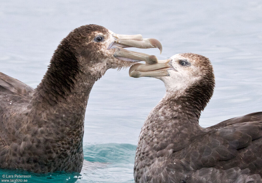 Northern Giant Petrel