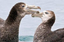 Northern Giant Petrel