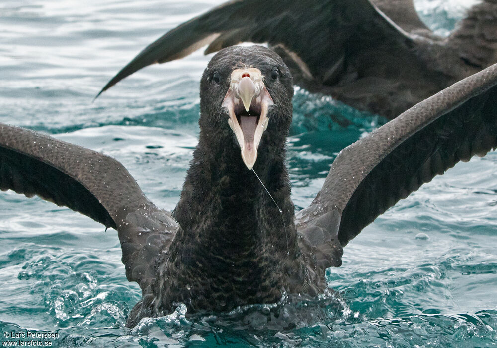 Northern Giant Petrel