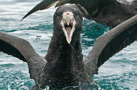 Northern Giant Petrel