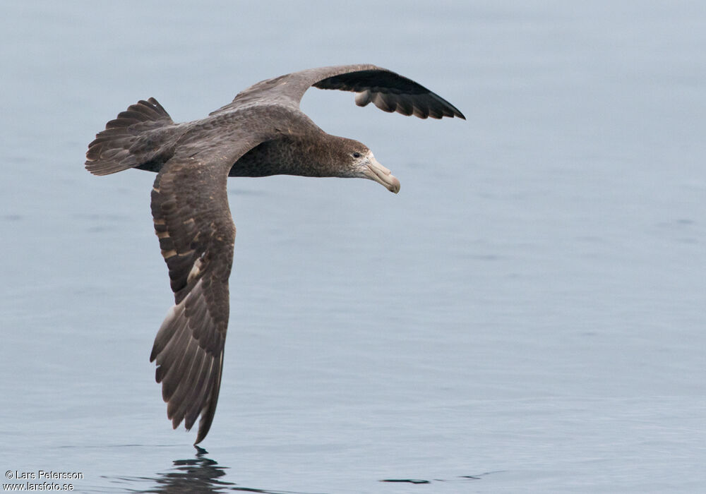 Northern Giant Petrel