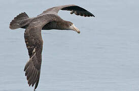 Northern Giant Petrel