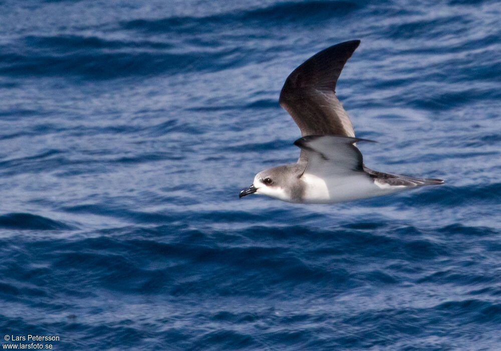 Pycroft's Petrel