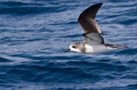 Pycroft's Petrel