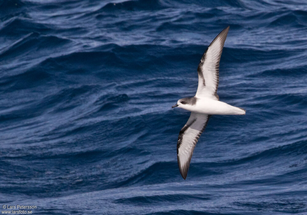 Pycroft's Petrel