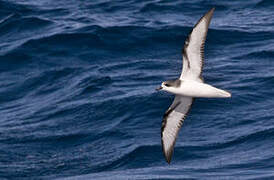 Pycroft's Petrel